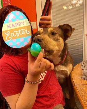 Mowgli, a Adoptable Siberian Husky in Cedar Crest, NM image 3/3