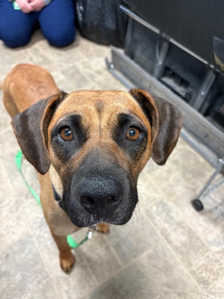 Enlarge Ivy League, a Adoptable mixed breed in Reno, NV image 1/5