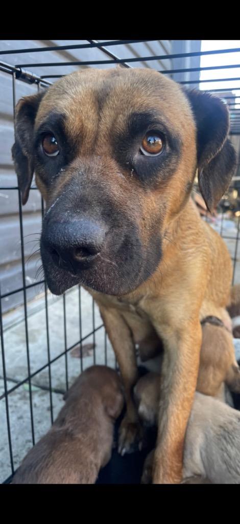 Enlarge Ivy League, a Adoptable mixed breed in Reno, NV image 2/5