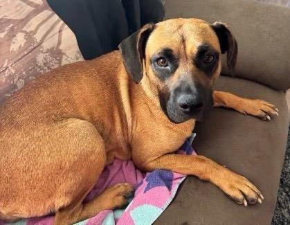 Enlarge Ivy League, a Adoptable mixed breed in Reno, NV image 3/5