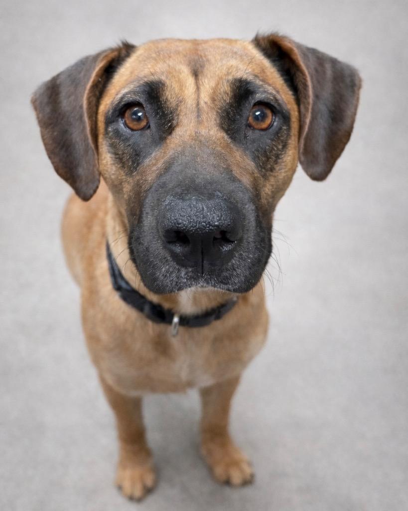 Enlarge Ivy League, a Adoptable mixed breed in Reno, NV image 4/5