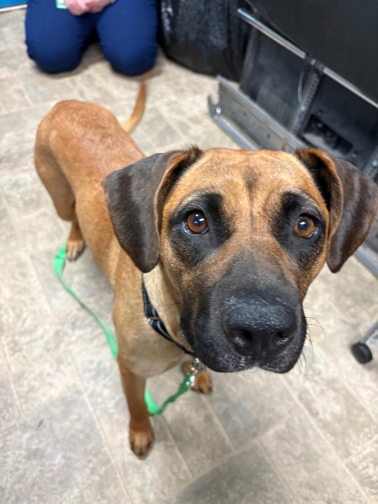 Enlarge Ivy League, a Adoptable mixed breed in Reno, NV image 5/5