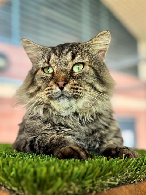 MAGNUM, Adoptable, Adult Male Domestic Medium Hair.