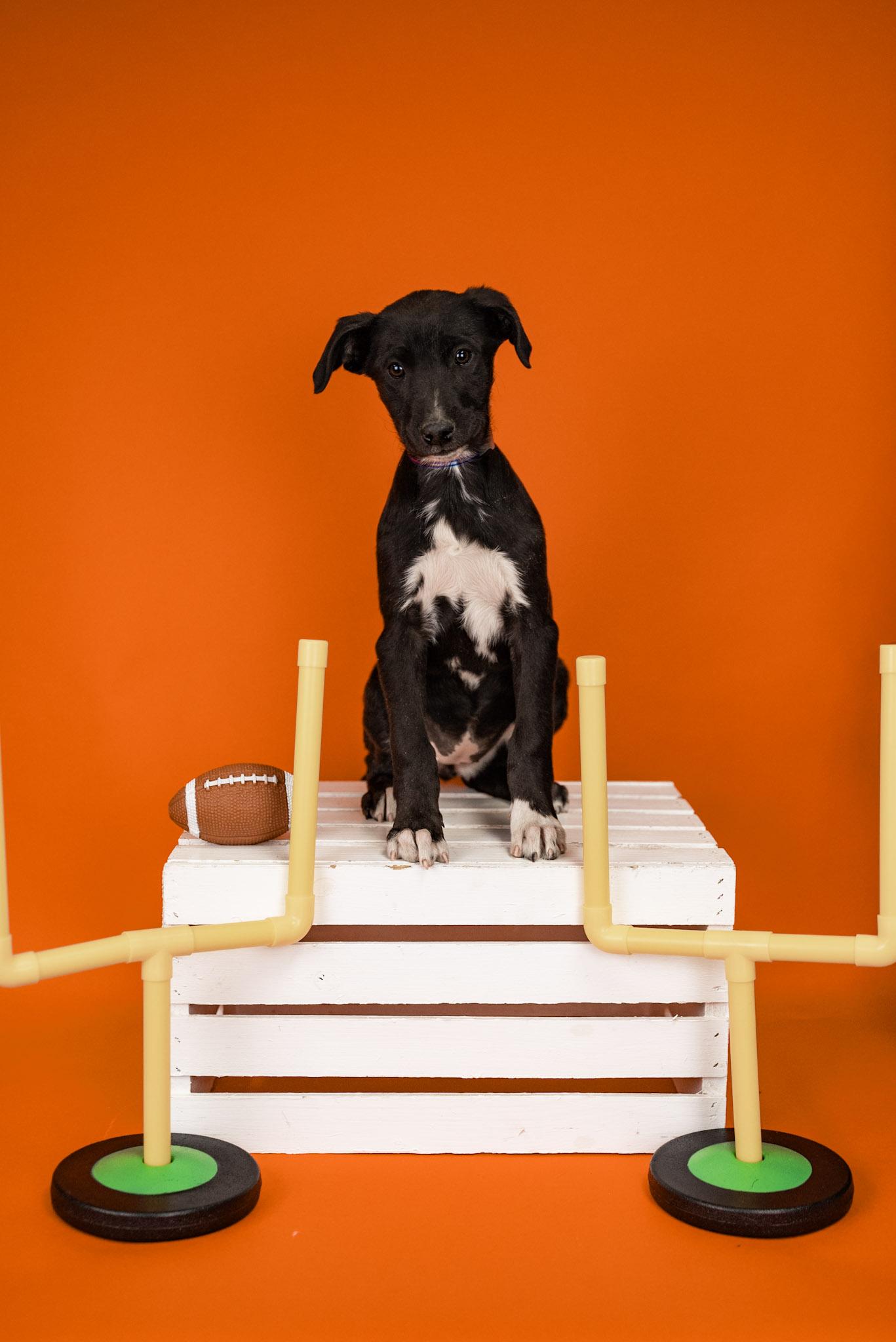 Enlarge 32-26, a ADOPTABLE mixed breed in Brighton, CO image 1/1