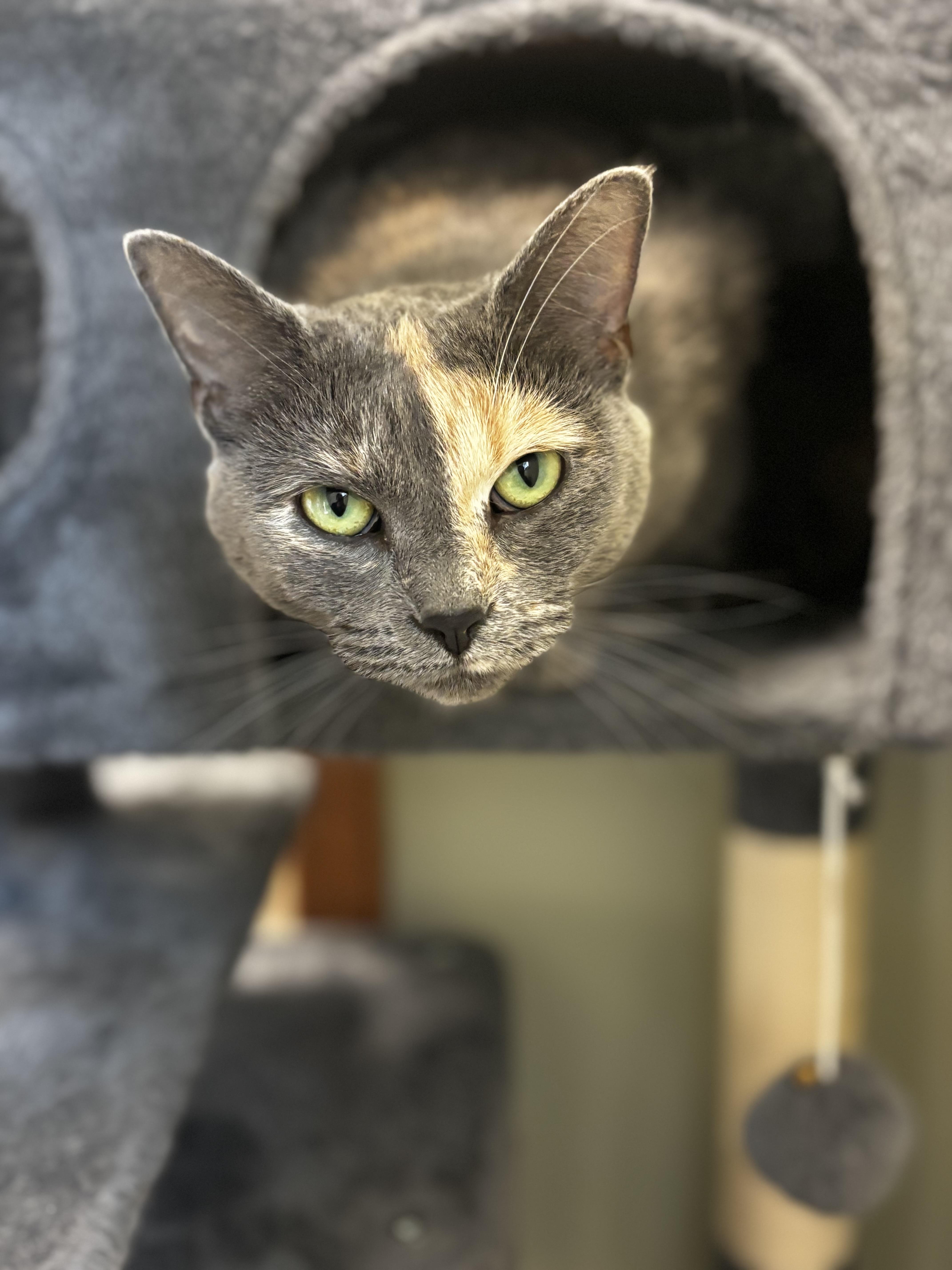 Sunny, a ADOPTABLE Domestic Short Hair in Dodgeville, WI image 4/6