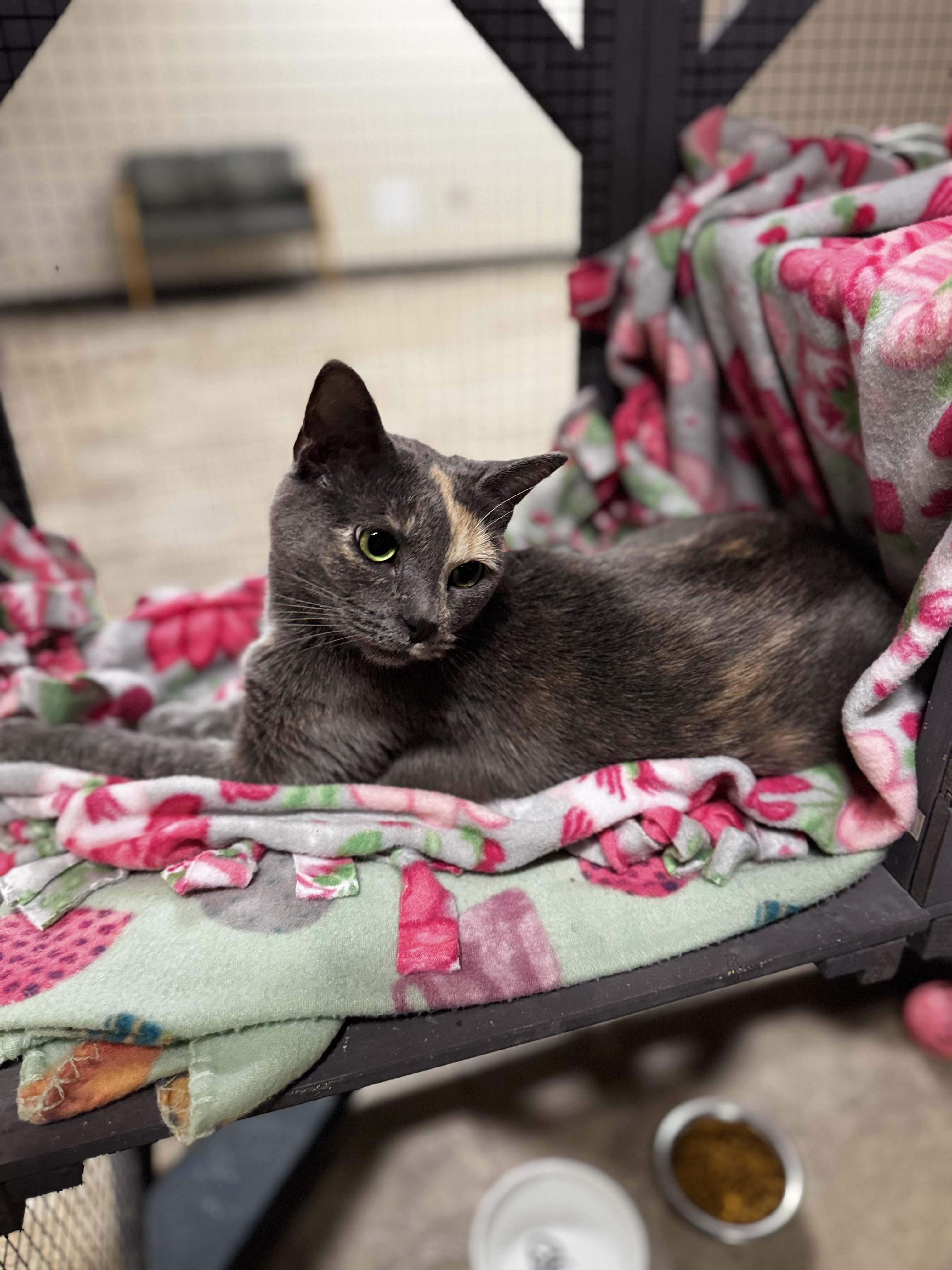 Sunny, a ADOPTABLE Domestic Short Hair in Dodgeville, WI image 2/6