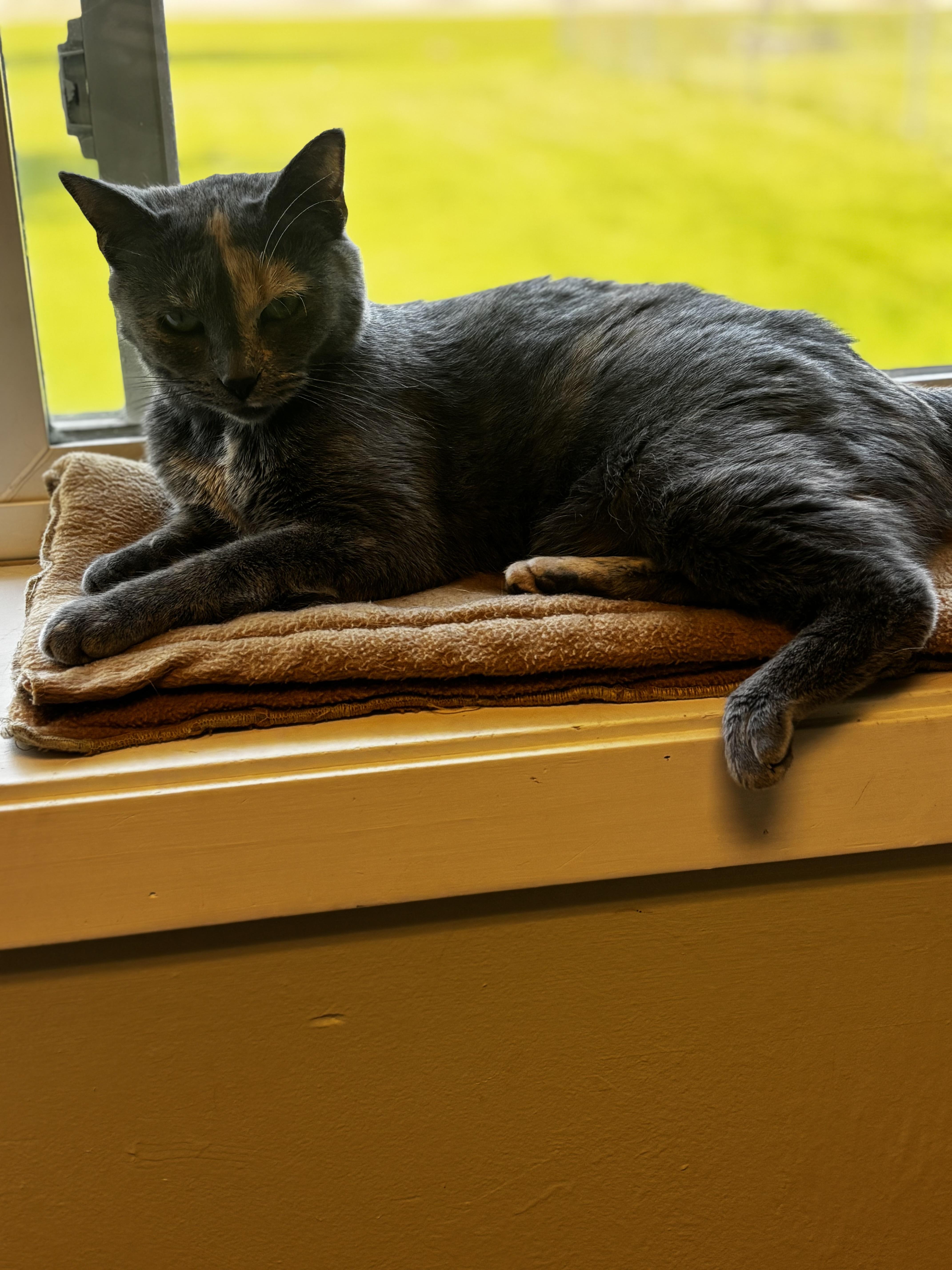 Sunny, a ADOPTABLE Domestic Short Hair in Dodgeville, WI image 5/6