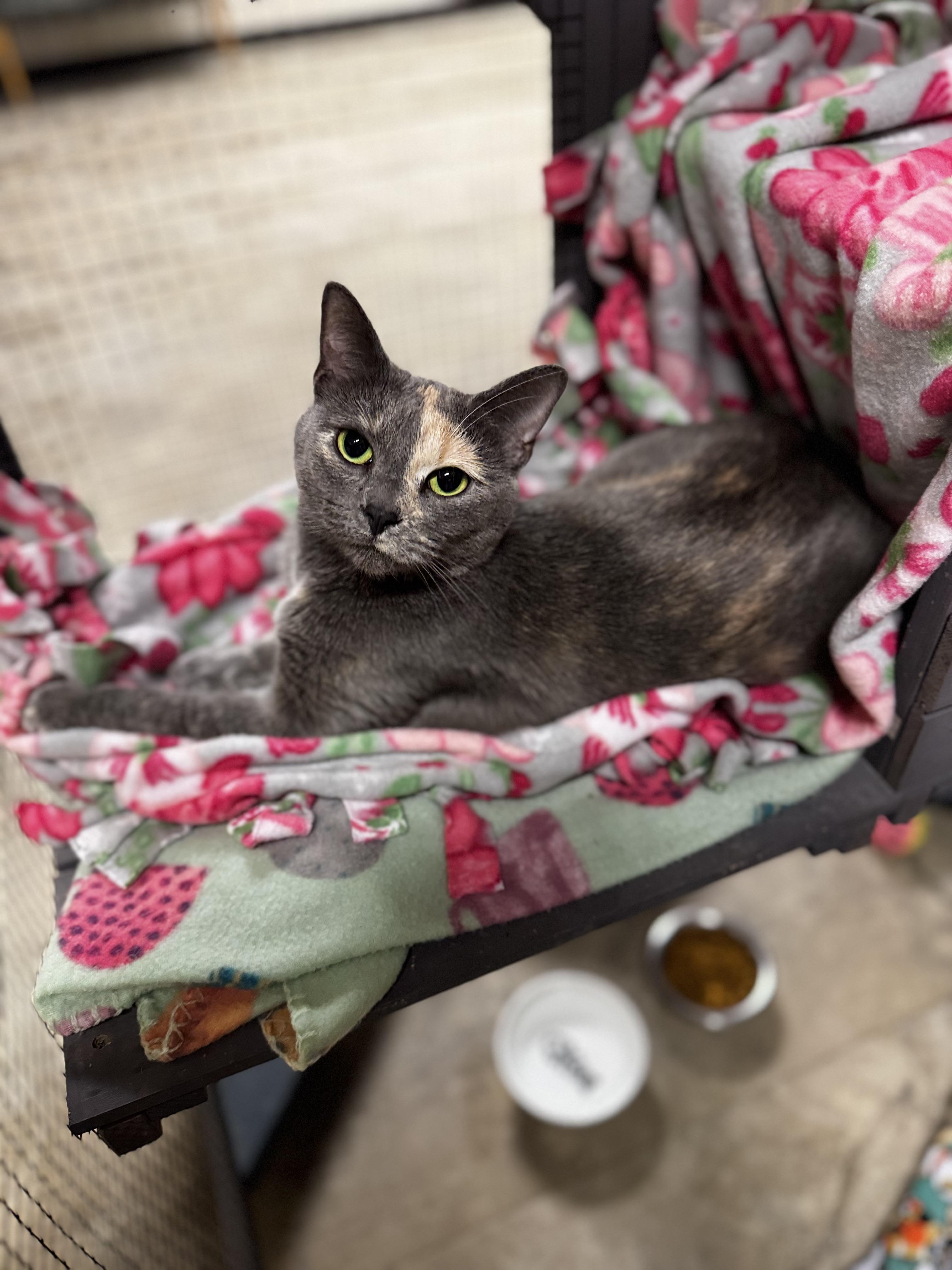 Sunny, a ADOPTABLE Domestic Short Hair in Dodgeville, WI image 1/6