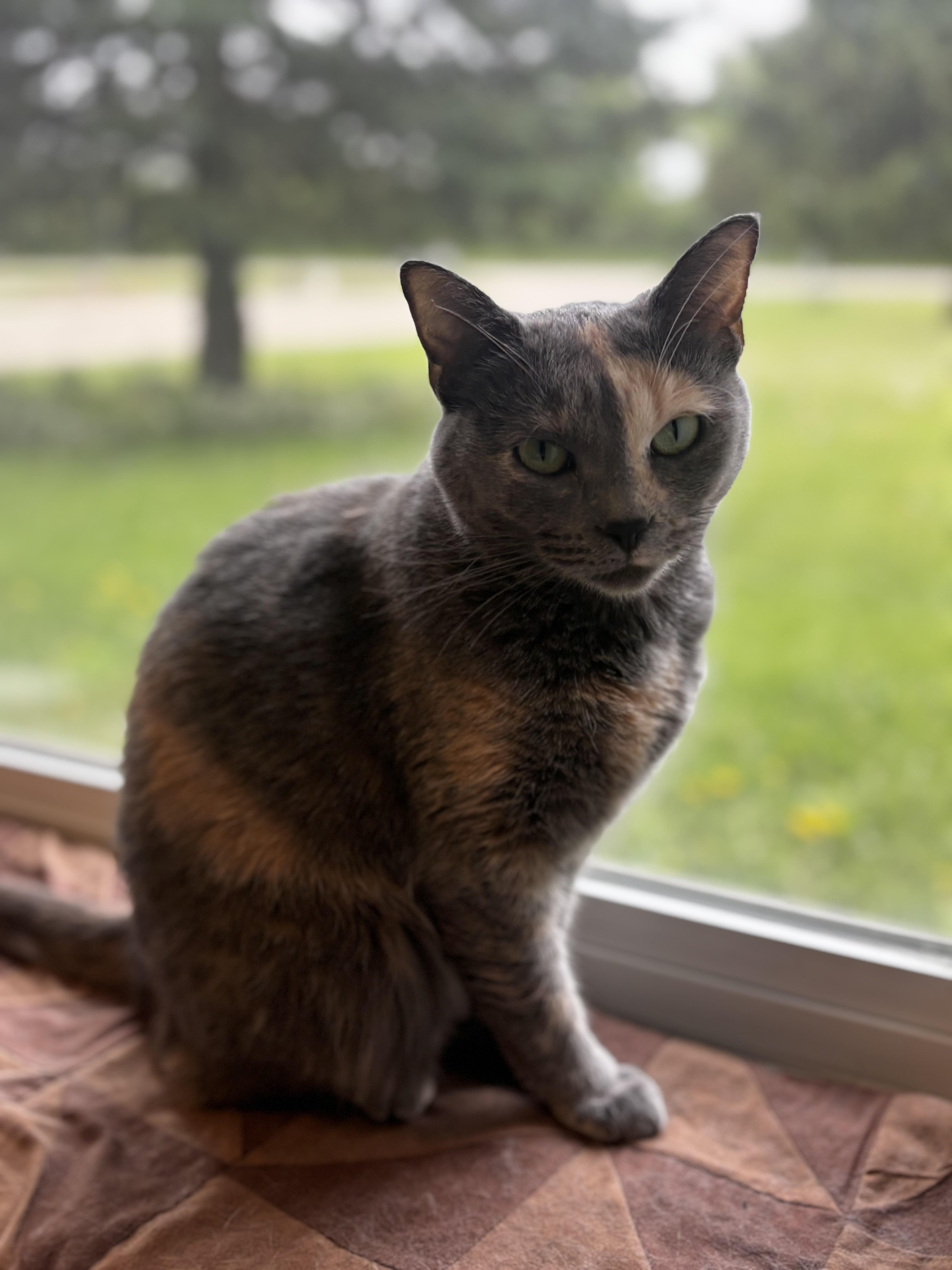Sunny, a ADOPTABLE Domestic Short Hair in Dodgeville, WI image 3/6
