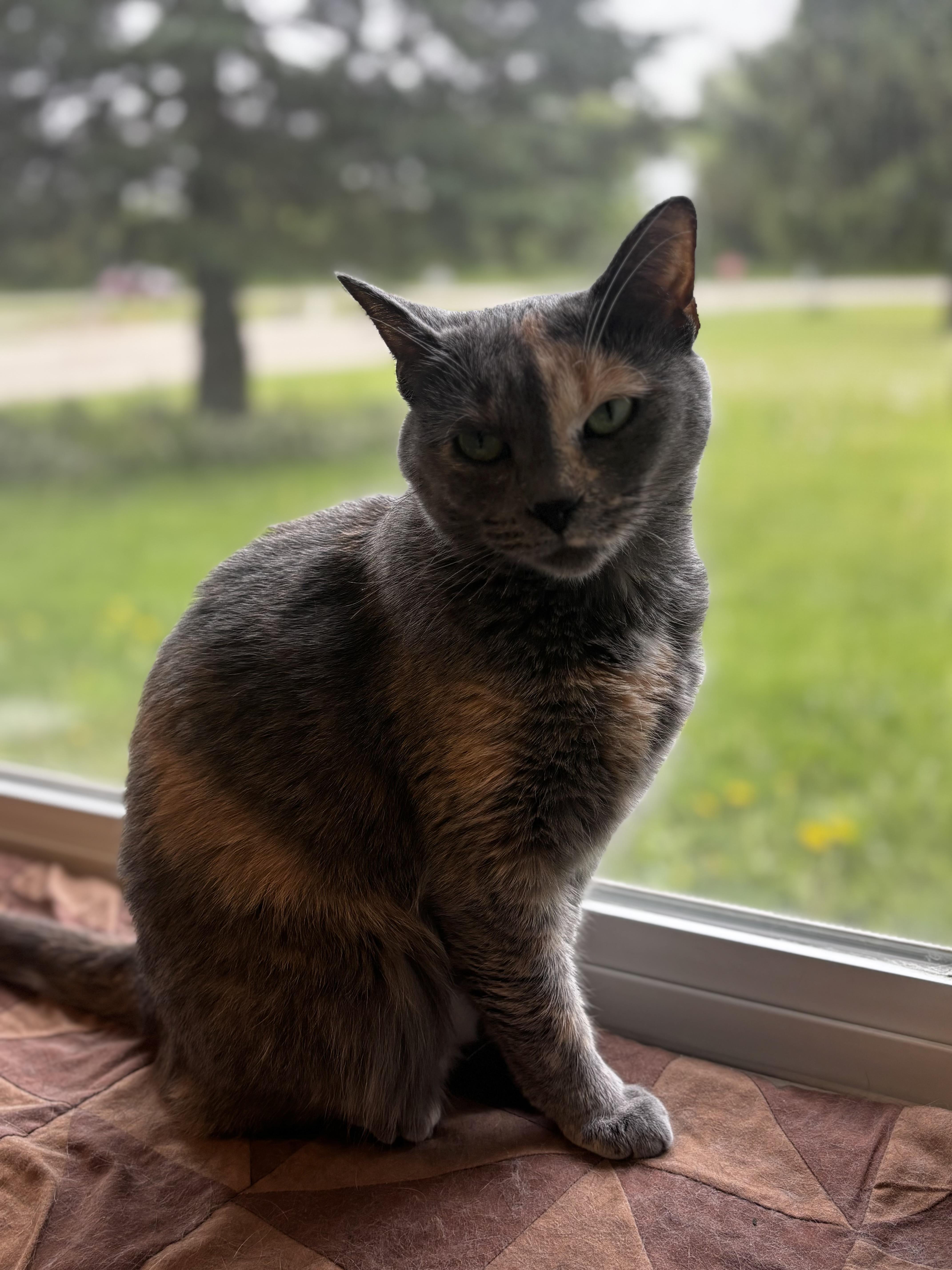 Sunny, a ADOPTABLE Domestic Short Hair in Dodgeville, WI image 6/6