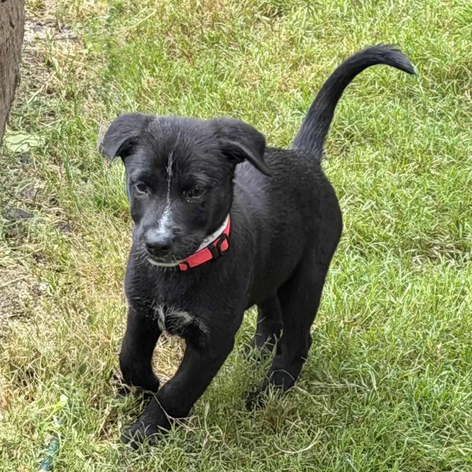 Freya Valley, Adoptable, Puppy Female Labrador Retriever.