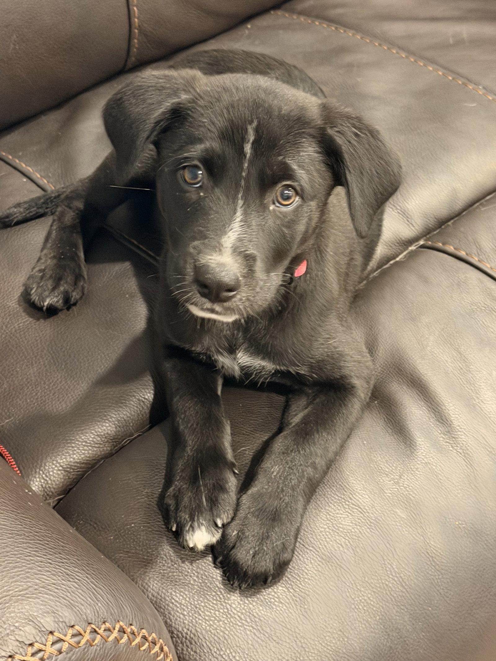 Enlarge Freya Valley, a Adoptable Labrador Retriever in Fort Worth, TX image 2/3