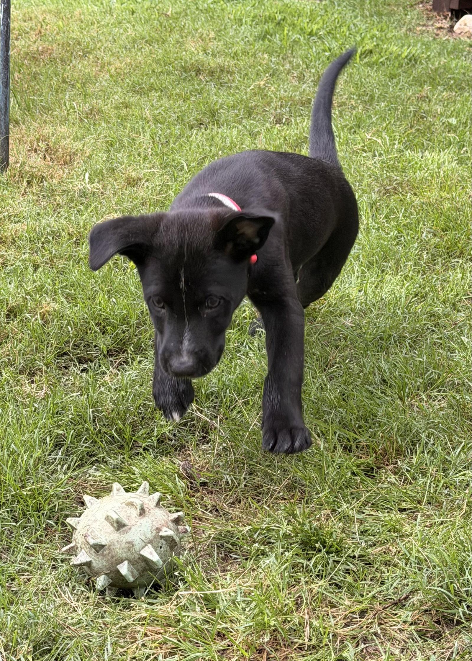 Enlarge Freya Valley, a Adoptable Labrador Retriever in Fort Worth, TX image 3/3