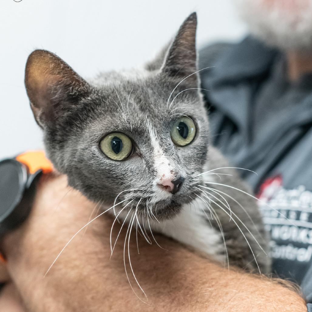 Enlarge SWEET PEA-30958, a Adoptable Domestic Short Hair in Bartlett, TN image 1/1