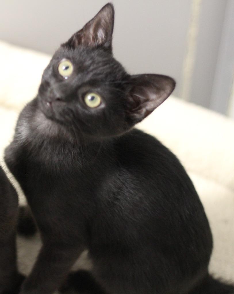Jimi & Cornbread, Adoptable, Kitten Male Domestic Short Hair.