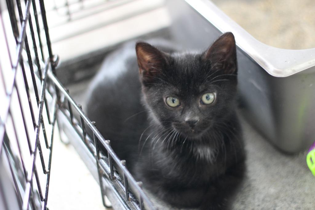 Jimi & Cornbread, a Adoptable mixed breed in Rockford, IL image 2/2