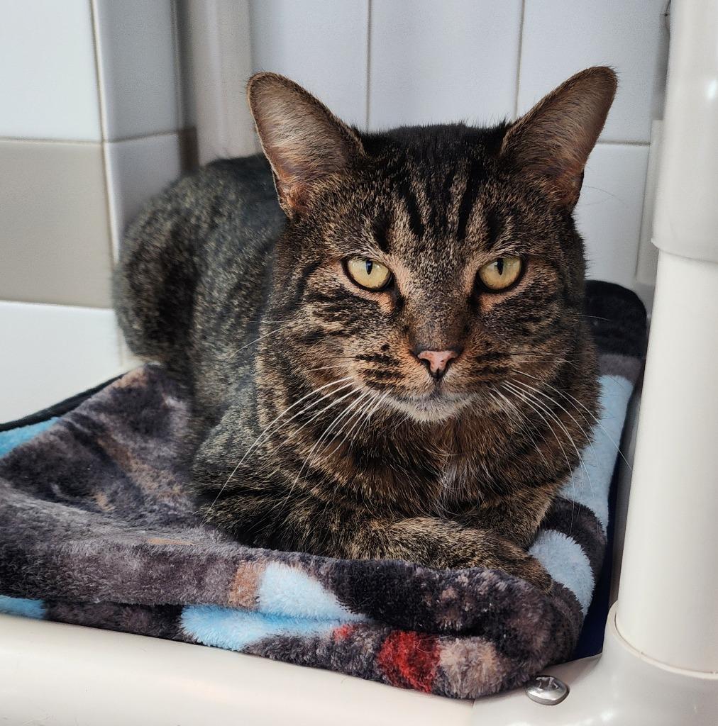 Enlarge Chico Chase, a Adoptable mixed breed in Superior, WI image 1/1