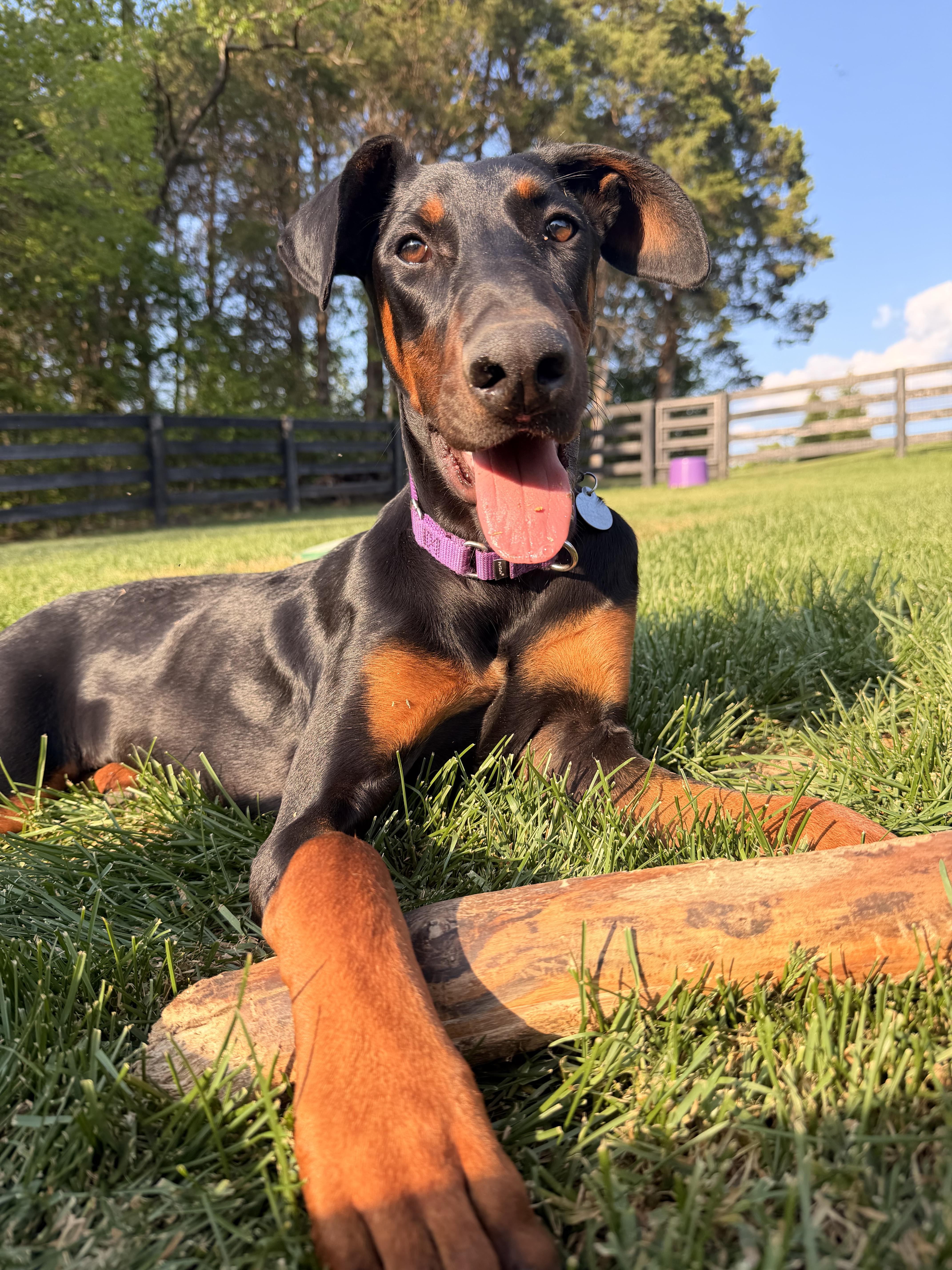 Kitty, a ADOPTABLE Doberman Pinscher in Louisville, KY image 4/5