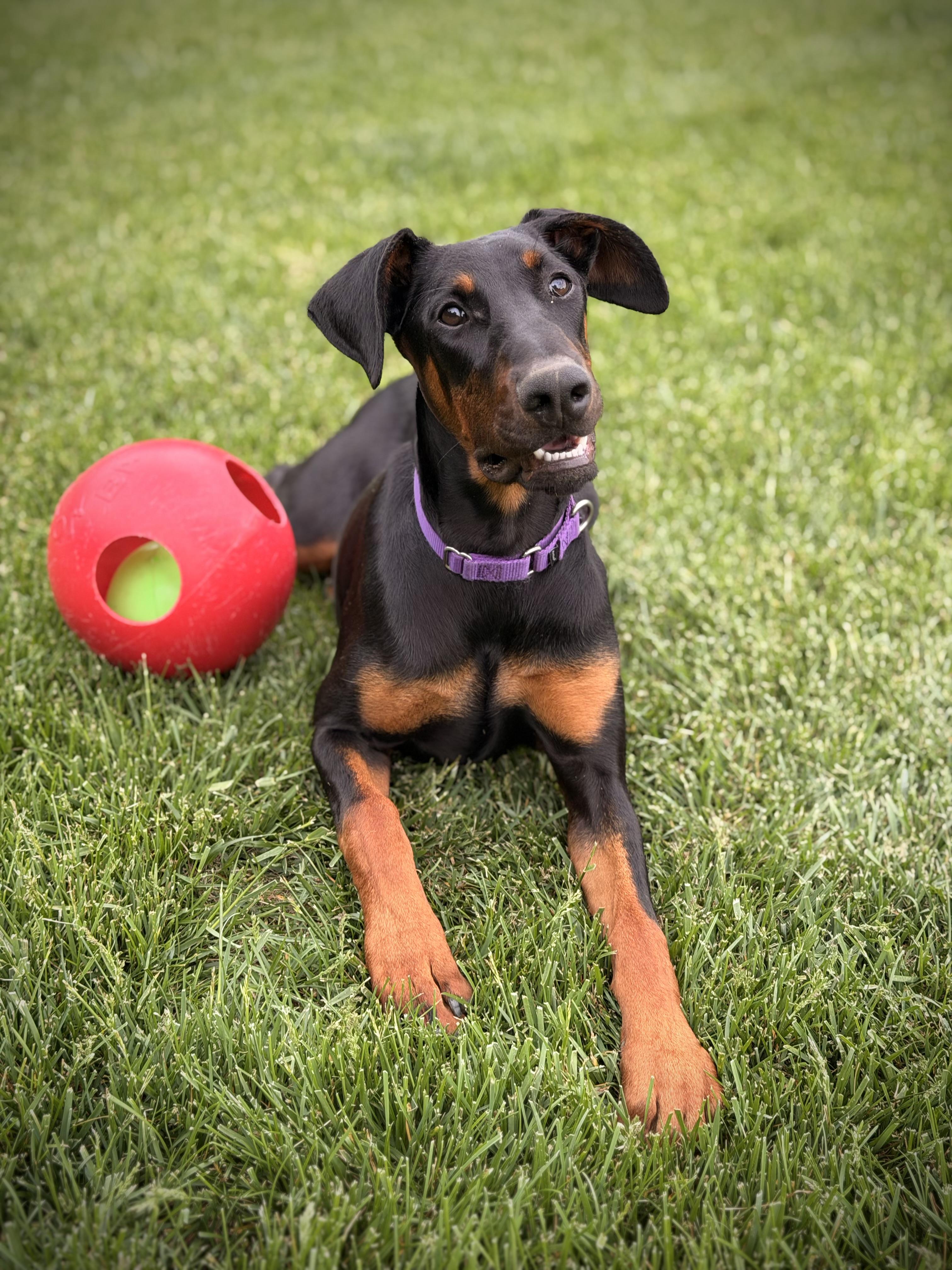 Kitty, a ADOPTABLE Doberman Pinscher in Louisville, KY image 1/5