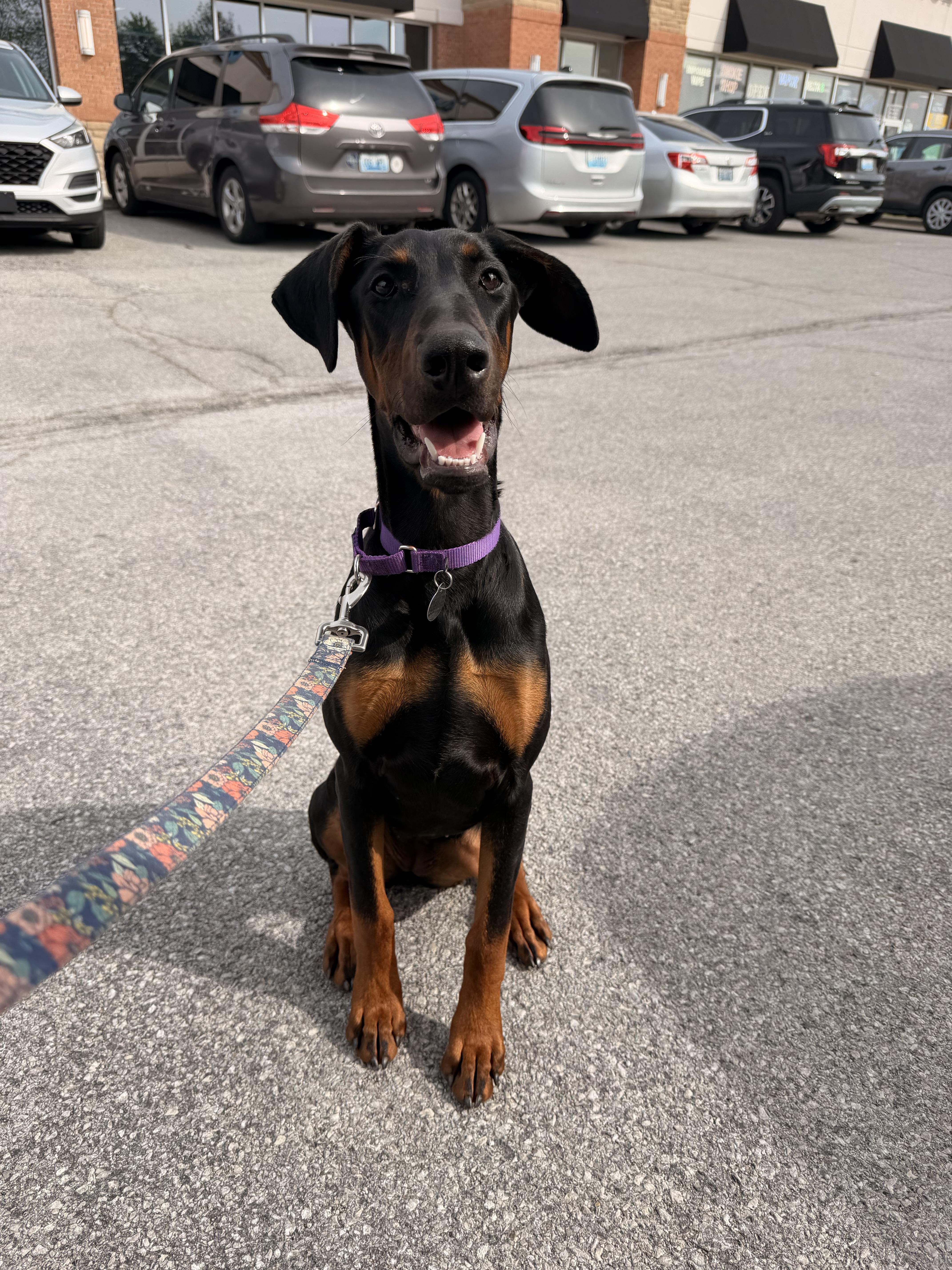 Kitty, a ADOPTABLE Doberman Pinscher in Louisville, KY image 5/5