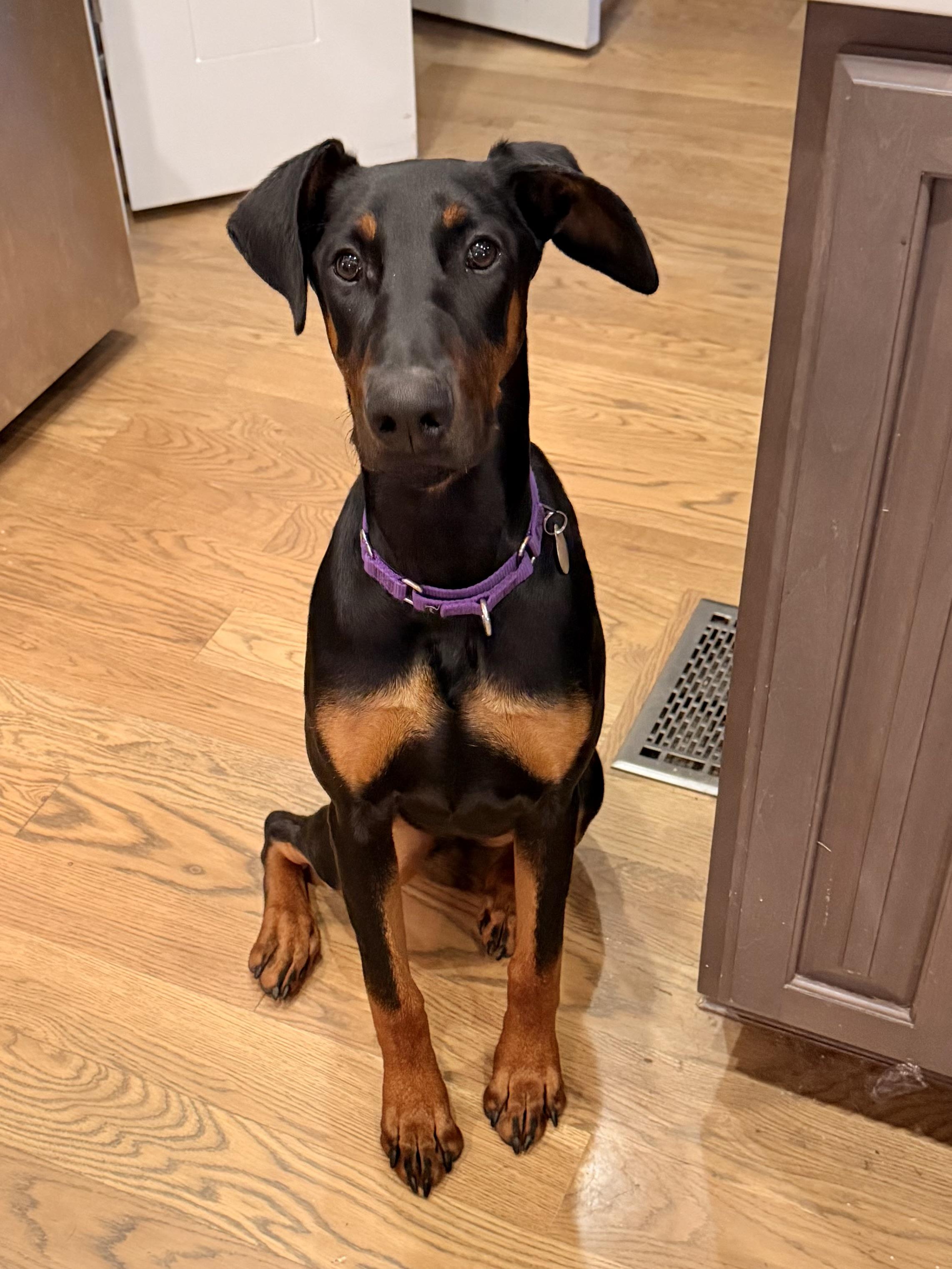 Kitty, a ADOPTABLE Doberman Pinscher in Louisville, KY image 2/5