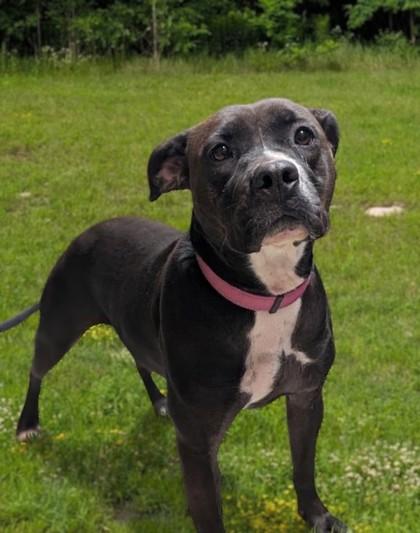 Mace, Adoptable, Adult Female Pit Bull Terrier & Boxer.