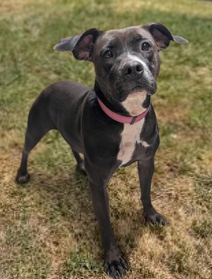 Enlarge Mace, a Adoptable mixed breed in Baraboo, WI image 2/3
