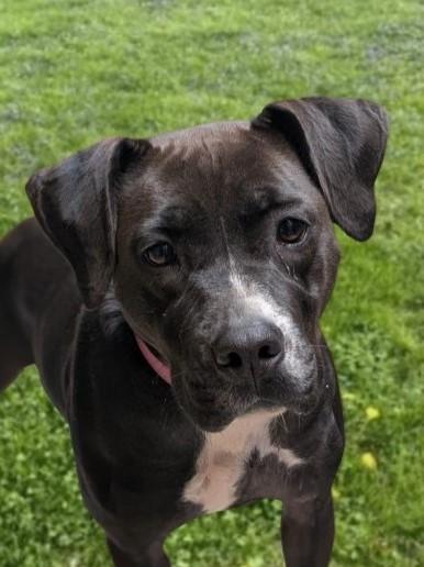 Enlarge Mace, a Adoptable mixed breed in Baraboo, WI image 3/3