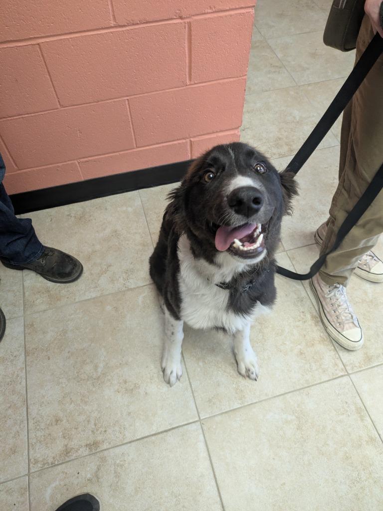 Miles (Per Gallon), Adoptable, Puppy Male Border Collie & Great Pyrenees.