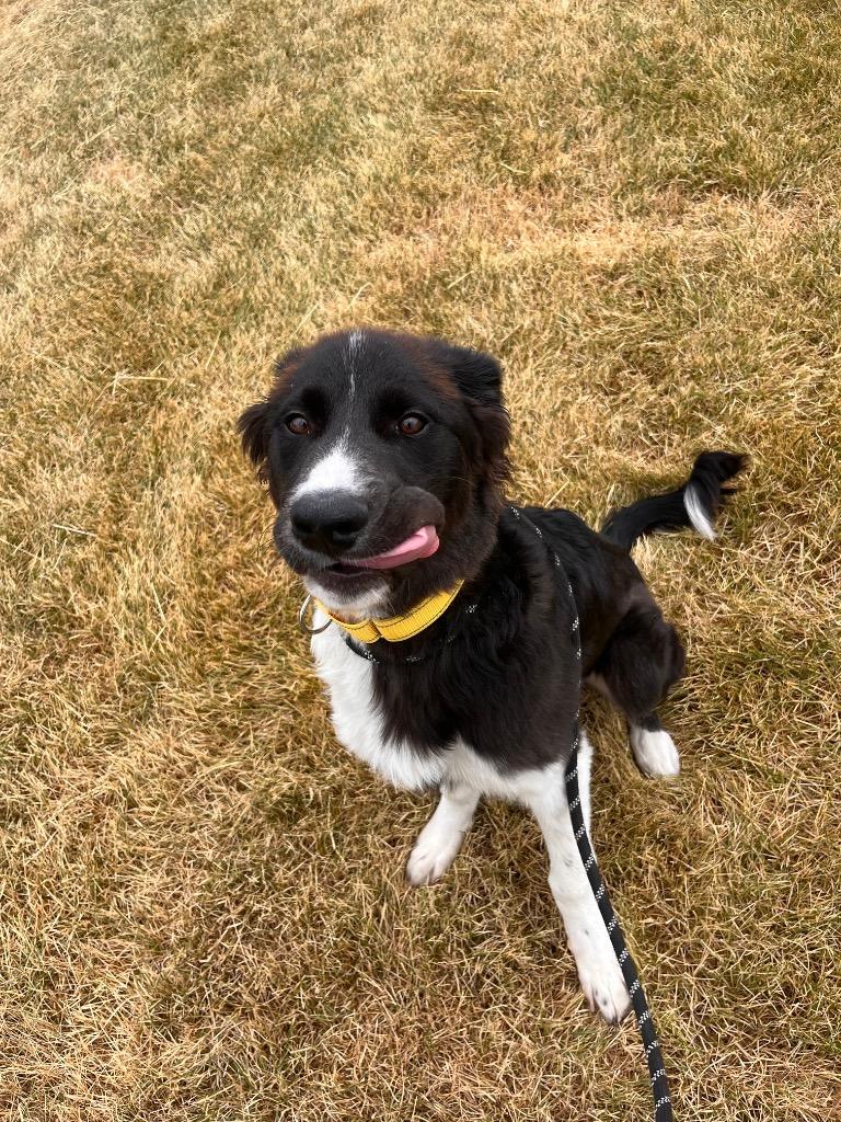 Miles (Per Gallon), a Adoptable mixed breed in Logan, UT image 2/3