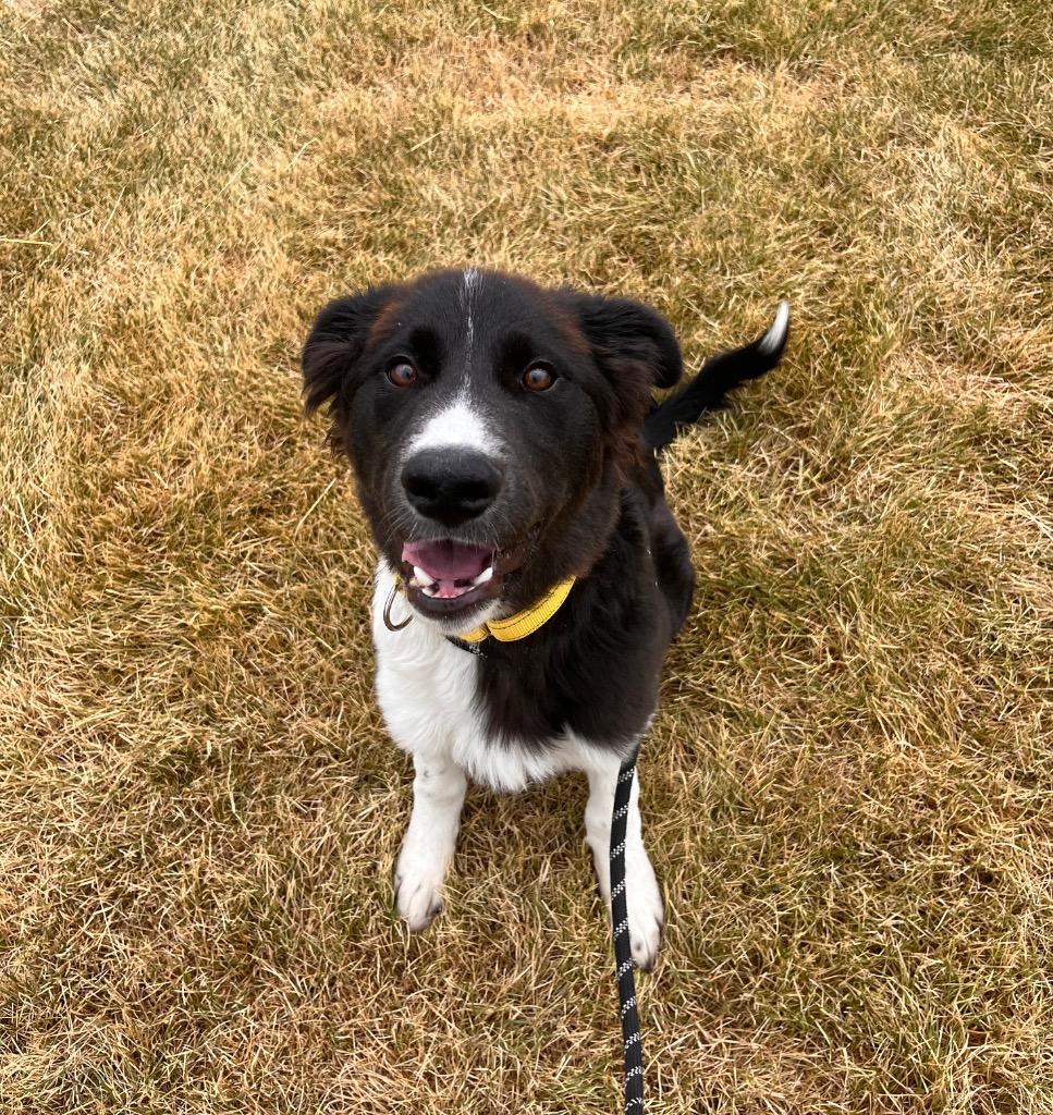 Miles (Per Gallon), a Adoptable mixed breed in Logan, UT image 3/3