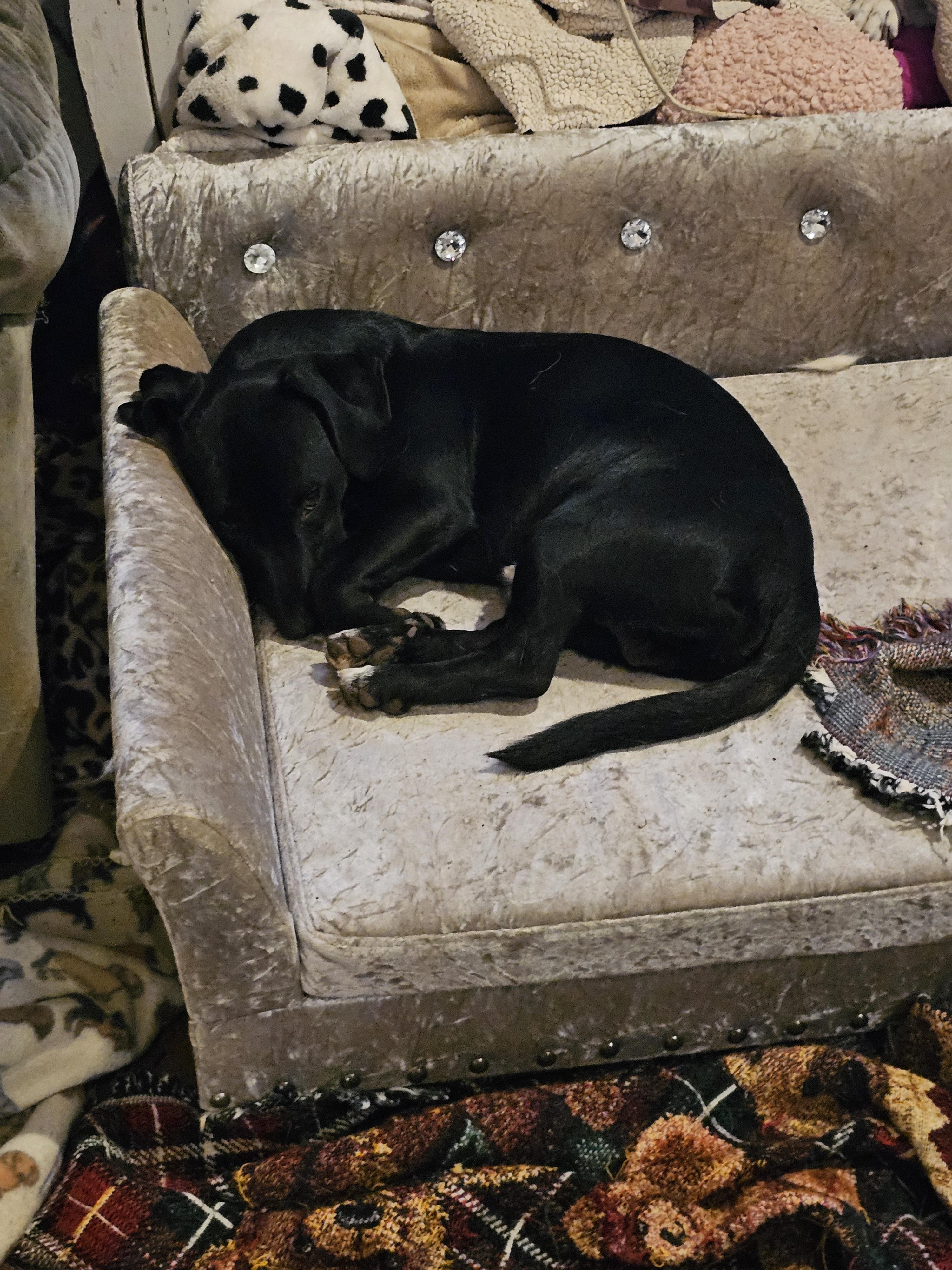 Enlarge Cooper D, a Adoptable Black Labrador Retriever in Weatherford, TX image 5/5