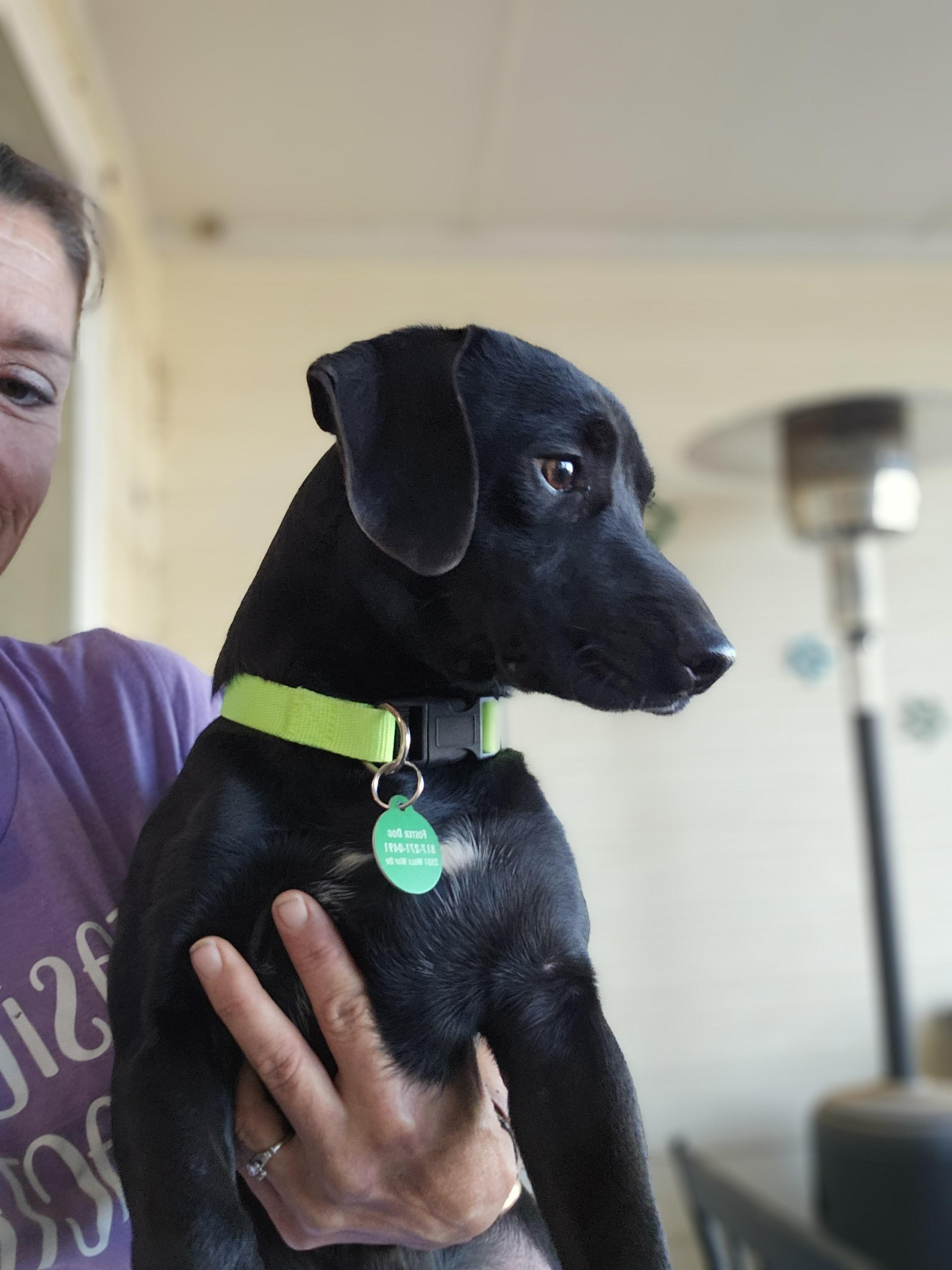 Enlarge Cooper D, a Adoptable Black Labrador Retriever in Weatherford, TX image 1/5