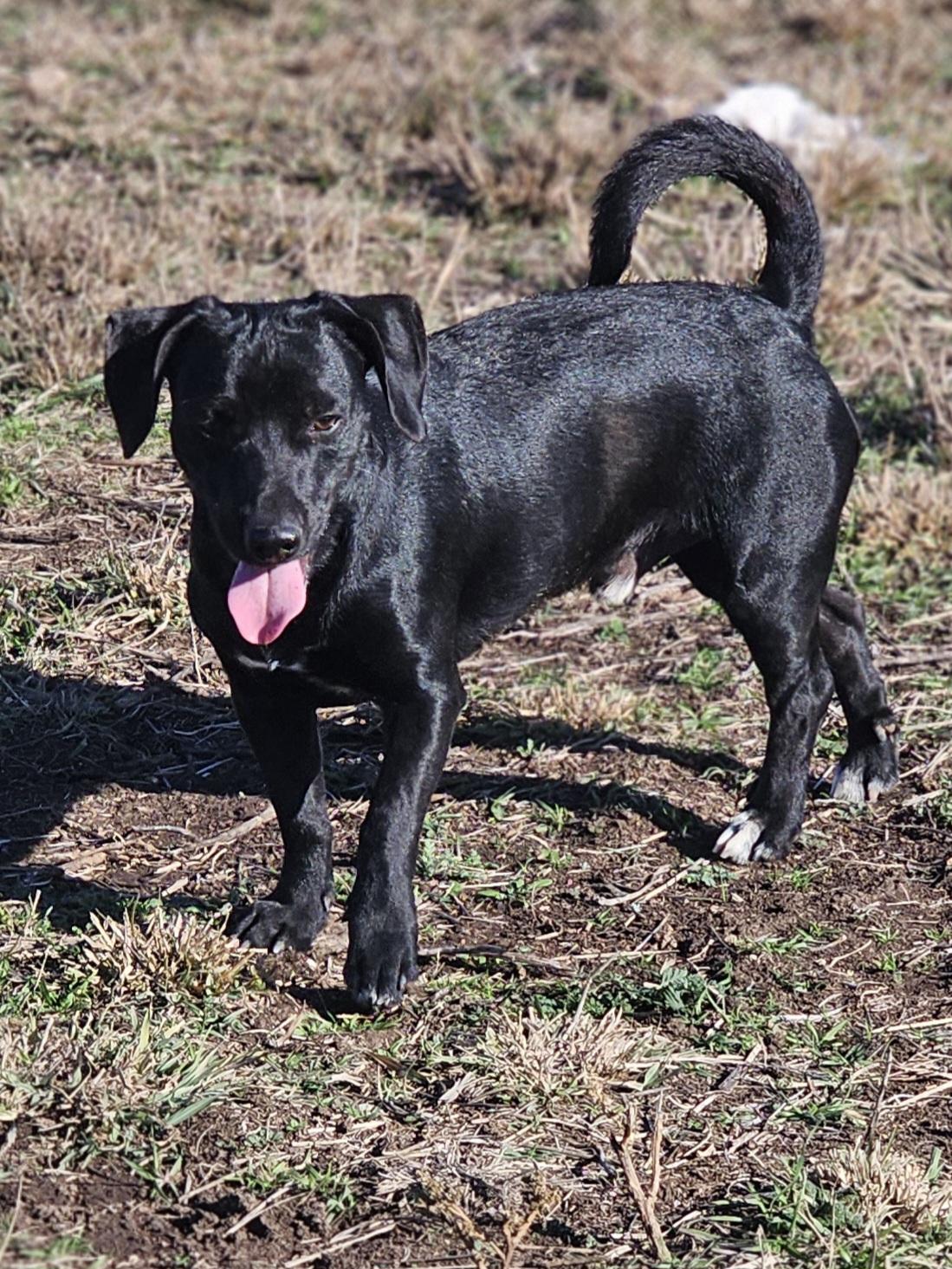 Enlarge Cooper D, a Adoptable Black Labrador Retriever in Weatherford, TX image 3/5