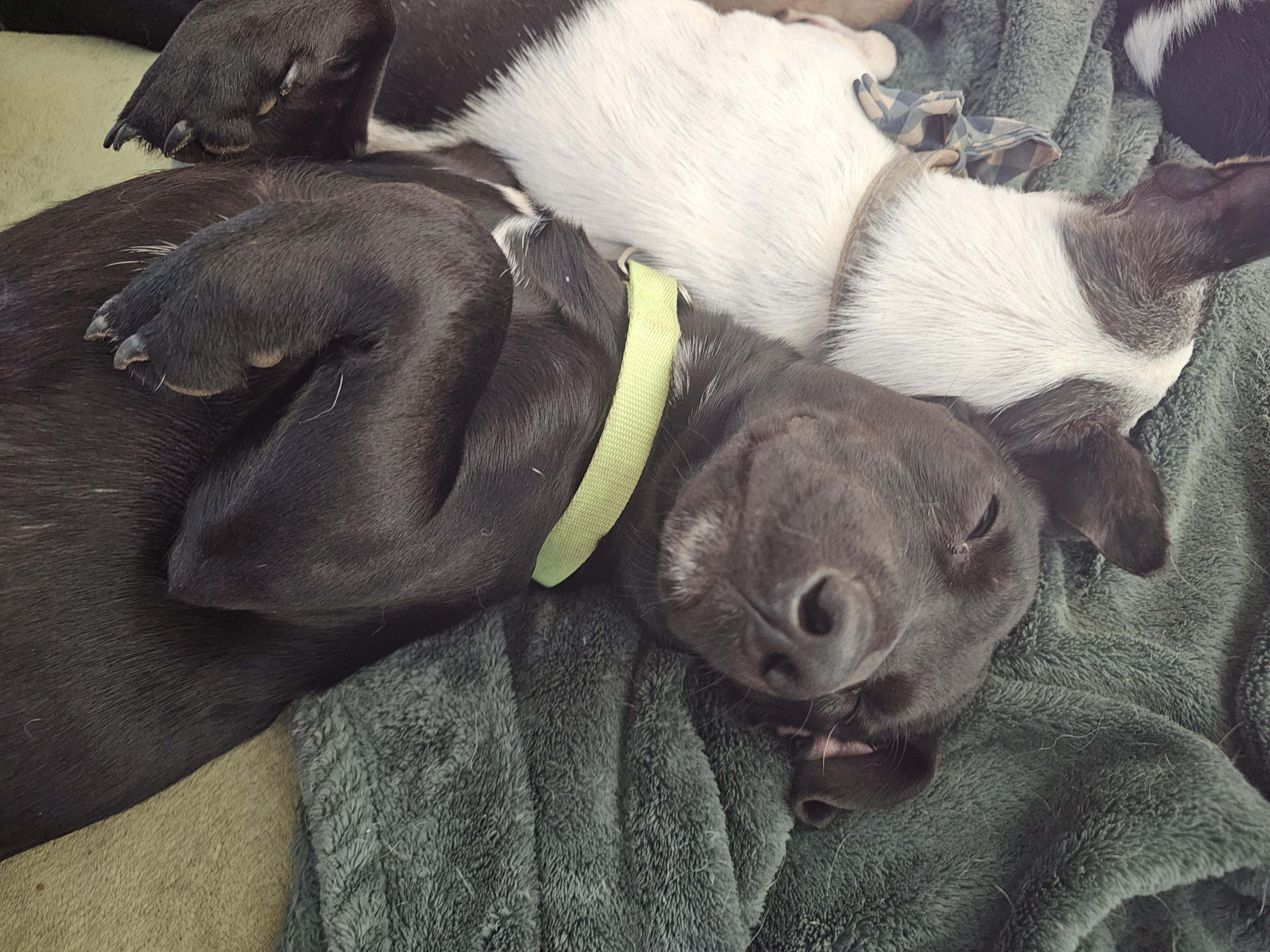 Enlarge Cooper D, a Adoptable Black Labrador Retriever in Weatherford, TX image 2/5