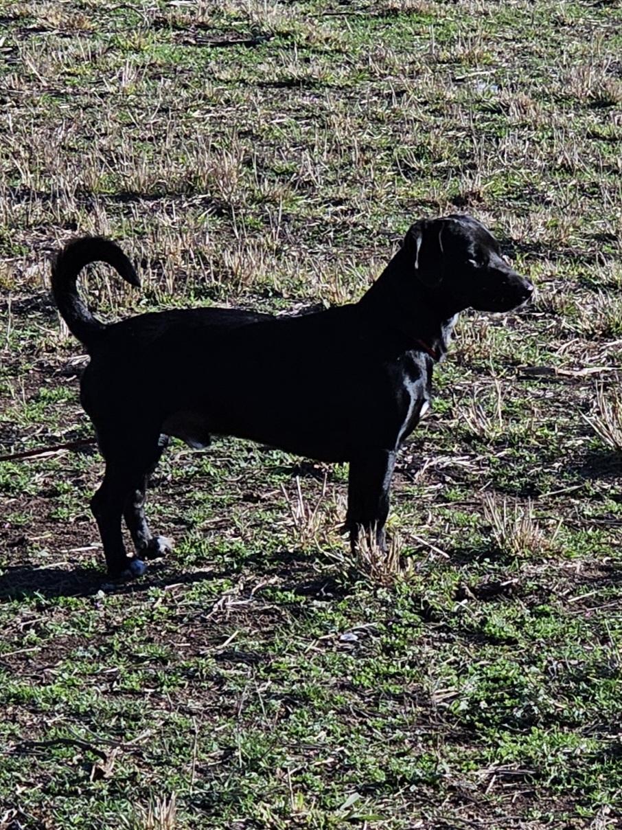Enlarge Cooper D, a Adoptable Black Labrador Retriever in Weatherford, TX image 4/5