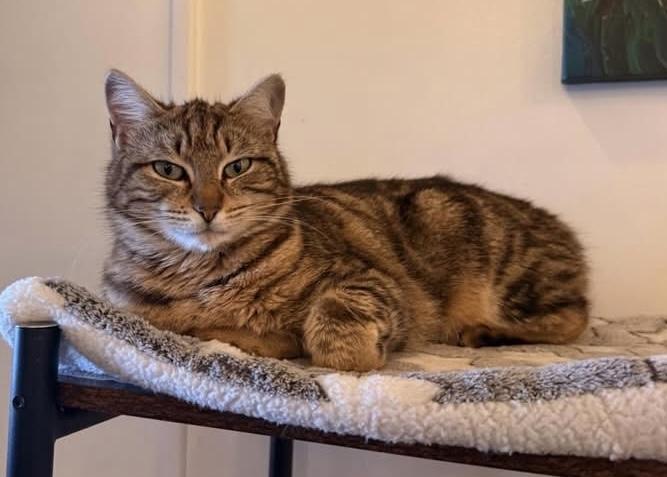 Enlarge Kiwi - Come meet me at The Kitten Around Cat Lounge!, a ADOPTABLE American Bobtail in Southern Pines, NC image 6/6