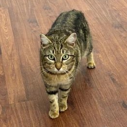 Enlarge Kiwi - Come meet me at The Kitten Around Cat Lounge!, a ADOPTABLE American Bobtail in Southern Pines, NC image 2/6