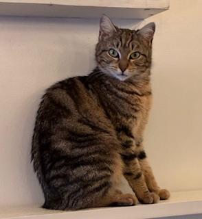 Enlarge Kiwi - Come meet me at The Kitten Around Cat Lounge!, a ADOPTABLE American Bobtail in Southern Pines, NC image 4/6