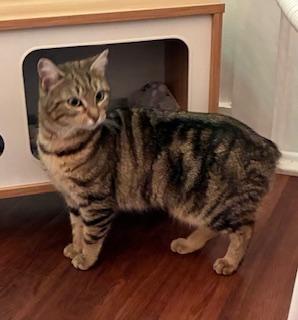 Enlarge Kiwi - Come meet me at The Kitten Around Cat Lounge!, a ADOPTABLE American Bobtail in Southern Pines, NC image 3/6