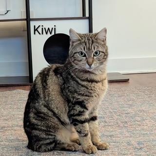 Enlarge Kiwi - Come meet me at The Kitten Around Cat Lounge!, a ADOPTABLE American Bobtail in Southern Pines, NC image 5/6