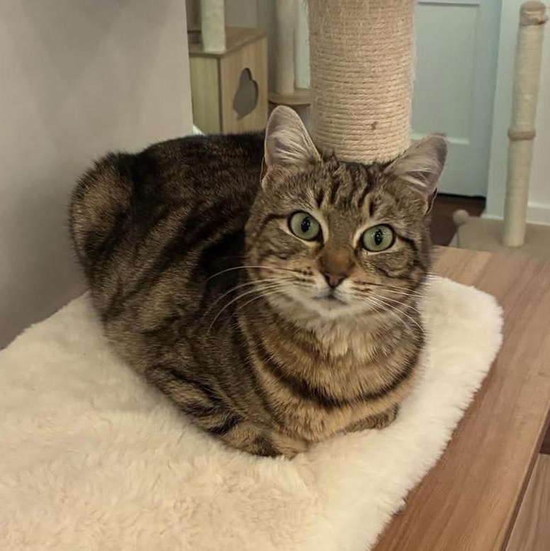 Kiwi - Come meet me at The Kitten Around Cat Lounge!, ADOPTABLE, Young Female American Bobtail.