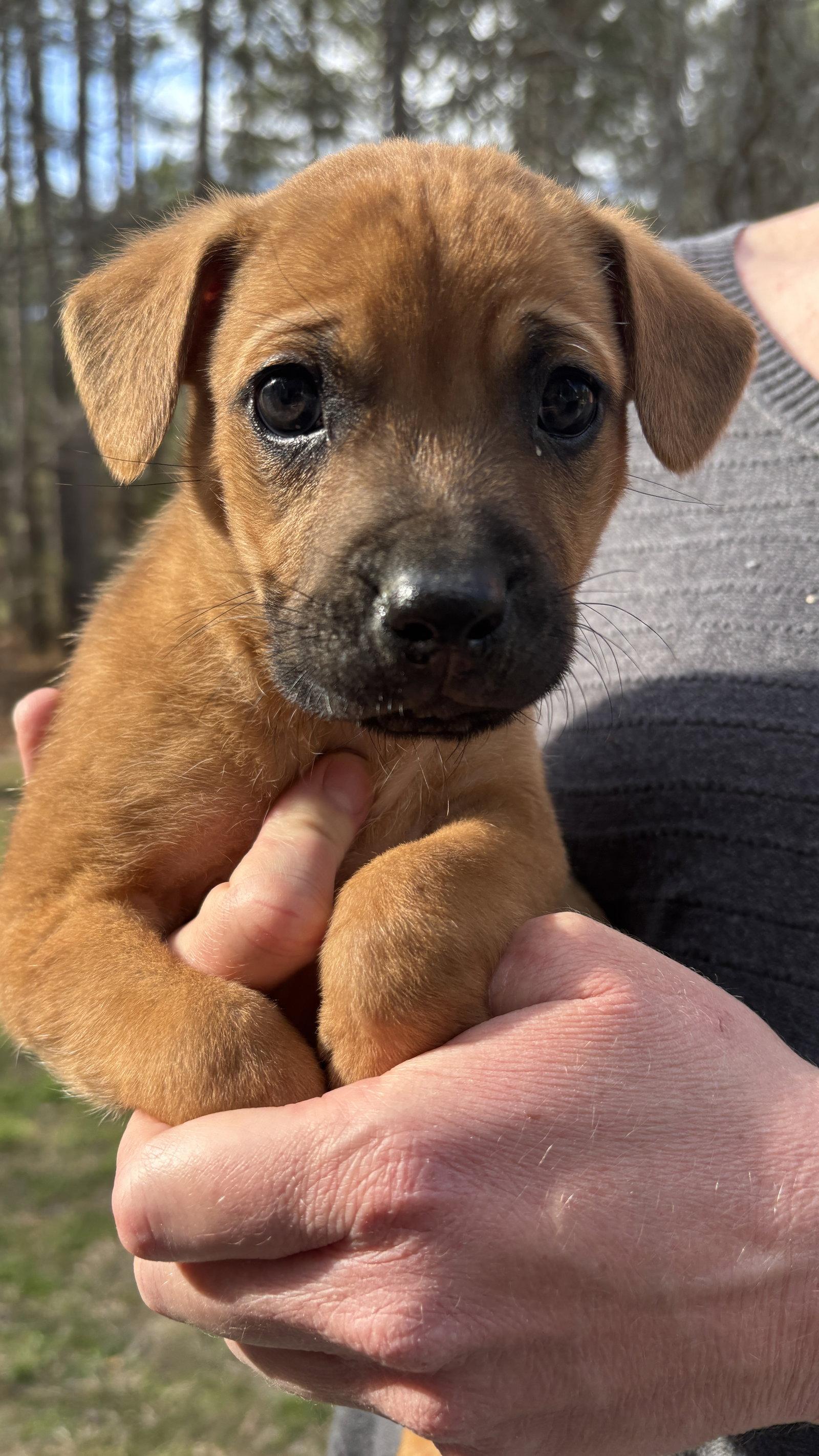 Raj - Big Bang Litter, Adopted, Puppy Male German Shepherd Dog.