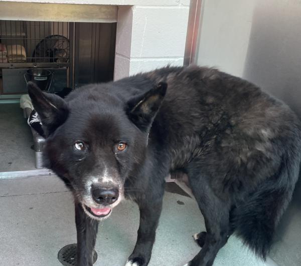 June, Adoptable, Adult Male Siberian Husky & Shepherd.