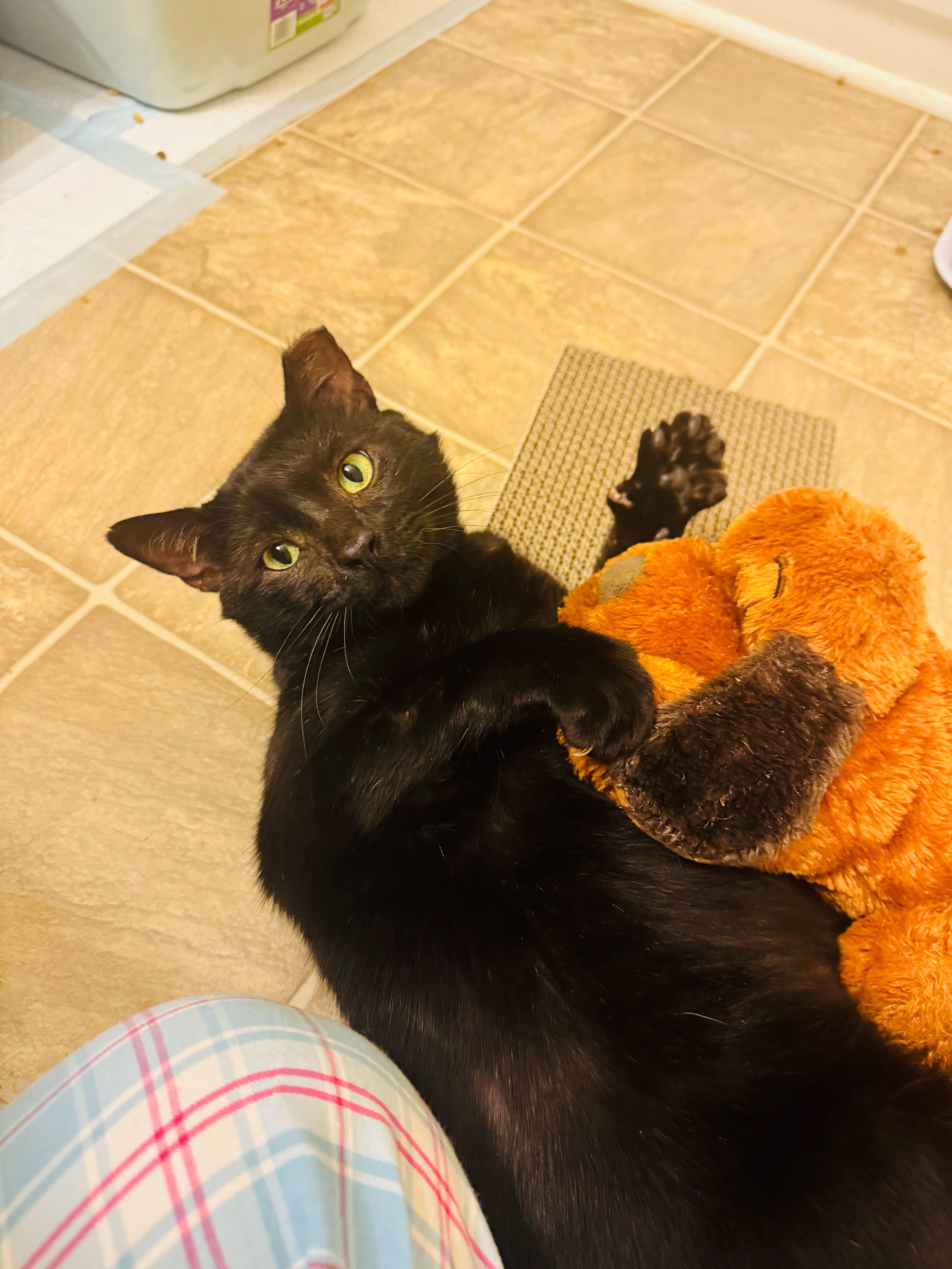 Enlarge Gucci, a ADOPTABLE Domestic Short Hair in Duluth, GA image 4/5