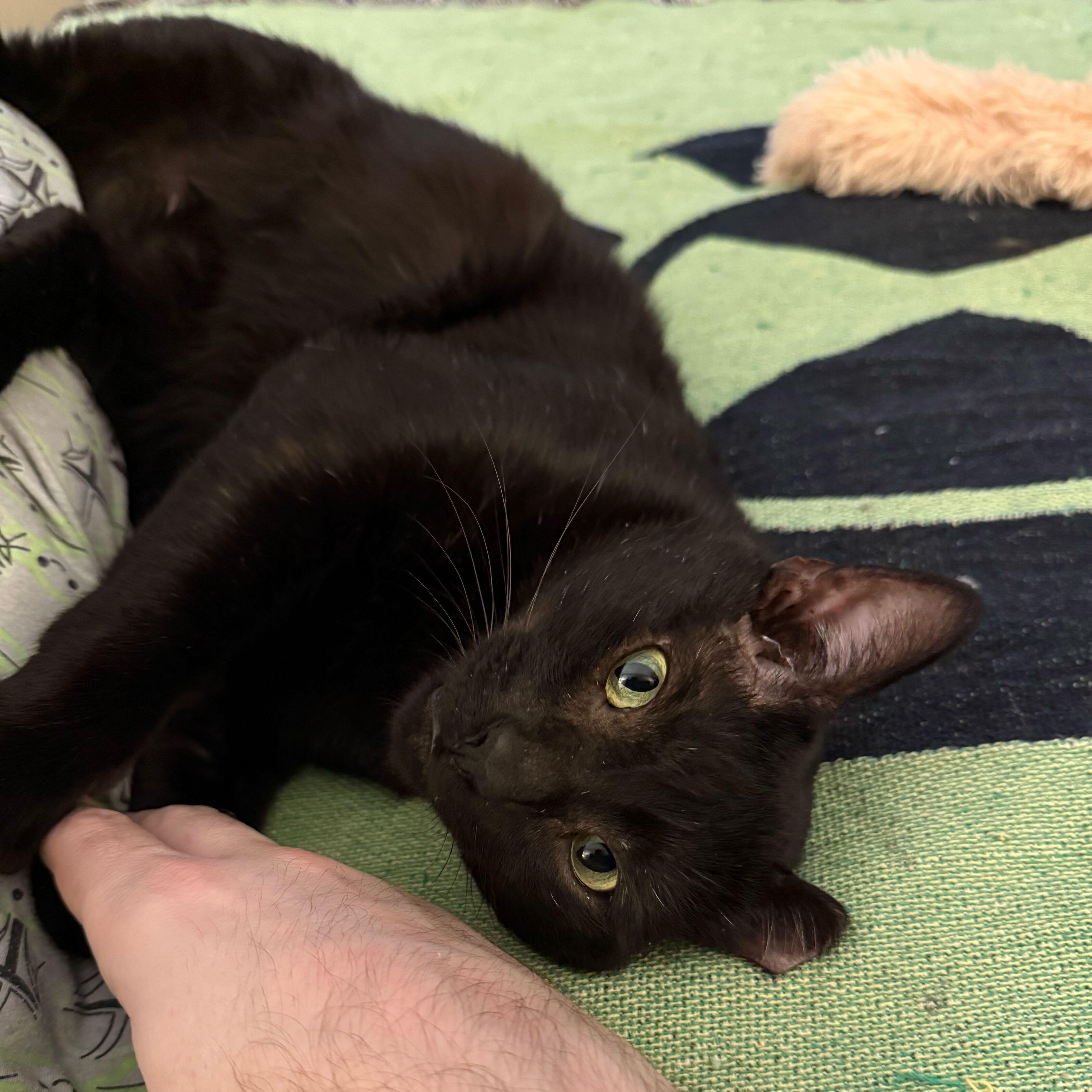 Gucci, ADOPTABLE, Adult Male Domestic Short Hair.