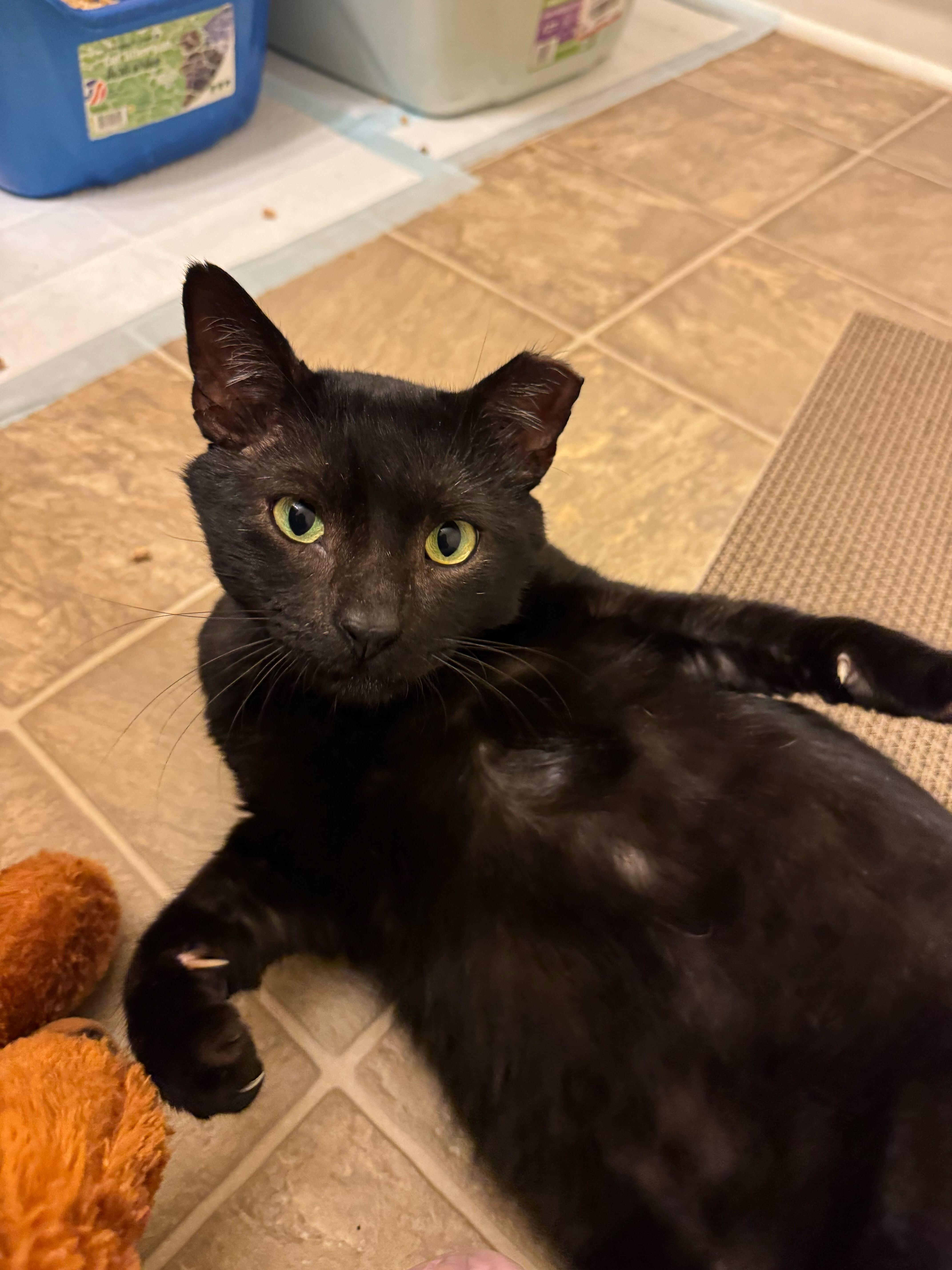 Enlarge Gucci, a ADOPTABLE Domestic Short Hair in Duluth, GA image 3/5