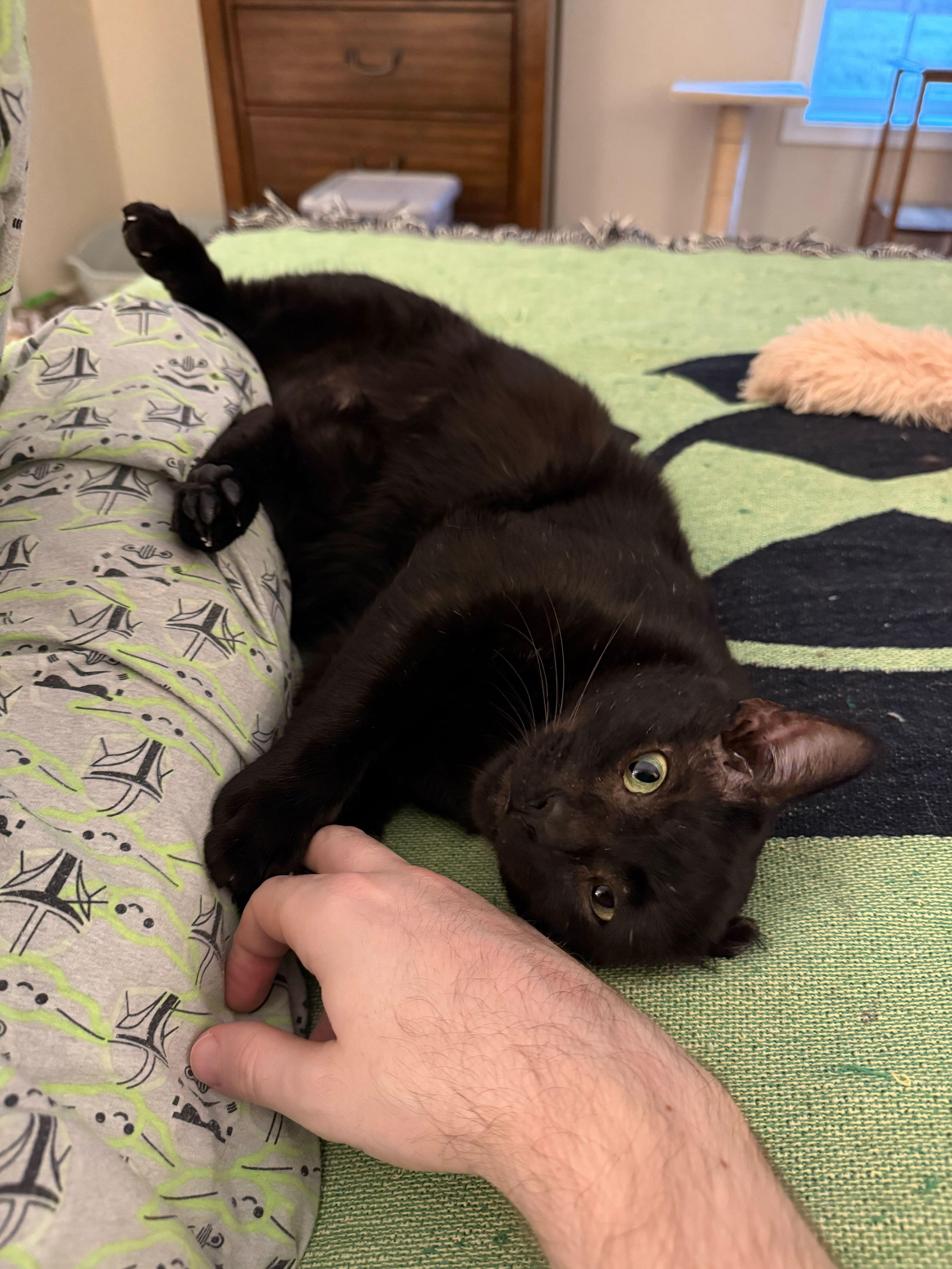 Enlarge Gucci, a ADOPTABLE Domestic Short Hair in Duluth, GA image 5/5