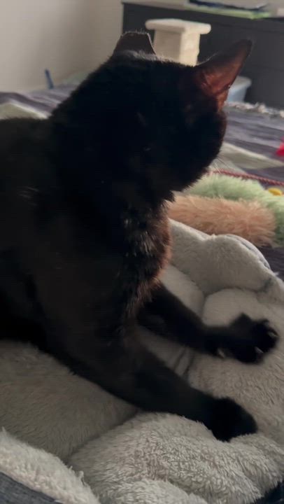 Enlarge Gucci, a ADOPTABLE Domestic Short Hair in Duluth, GA video 2/5