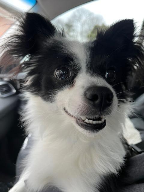 Royce, Adoptable, Young Male Papillon & Chihuahua.